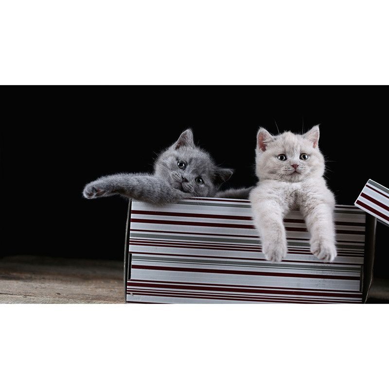 تابلو شاسی طرح گربه مدل T7977